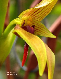 Bulbophyllum orthoglossum