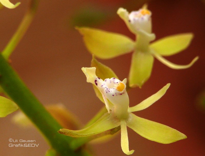 Epidendrum cylindrostachys