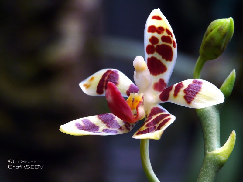 Phalaenopsis maculata